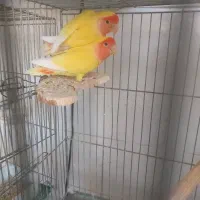 طوطی برزیلی