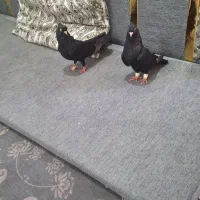 یک چفت نره ماده زاغ آبادانی