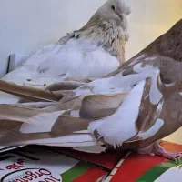 سرور ماده|پرنده|ابهر, |دیوار