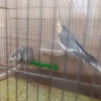 عروس هلندی جفت