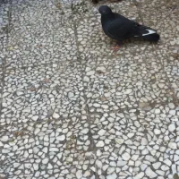 کبوتر غریب|پرنده|رشت, توشیبا|دیوار