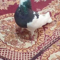 کبوتز|پرنده|اهواز, سیاحی(سه راه خرمشهر)|دیوار