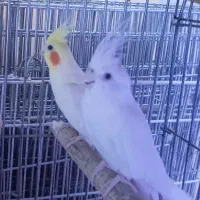 عروس هلندی ویژه