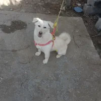 سگ پا کوتاه