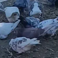 قرمز سورول قویروخ پراش تازه در میان