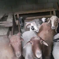 گوسفند نر دوعدد سن ۷ماه