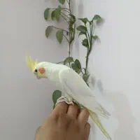 عروس هلندی لوتیبنو|پرنده|چهاردانگه (تهران), |دیوار