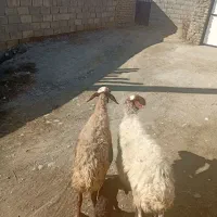 یک راس میش بره دار و آبستن