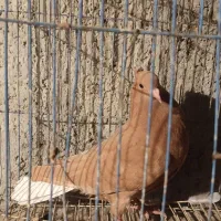 کبوتر خوشگل|پرنده|برازجان, |دیوار