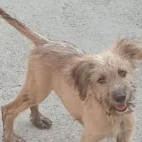 اشپیتز تریر