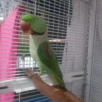 جفت مولد های خورشیدی شاه طوطی سنگال ملنگو عروس