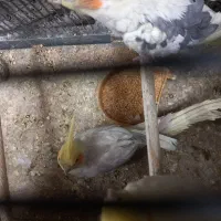 نرو ماده جفت دم تخم