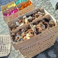 جوجه گوشتی راس درجه یک