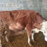 سیمنتال ابس ۷ماه