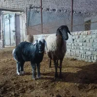 4 عدد شیششک میش بره دار