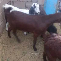 یک بز سه قلوزا تضمینی فقط یک زه داده بفروشمش میرسد|حیوانات مزرعه|گنبکی, |دیوار