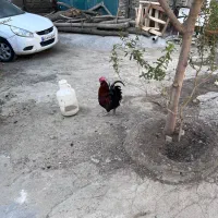 خروس