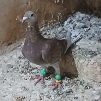 گمشده جفت سبز|حیوانات|بجنورد, |دیوار