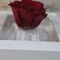 حراج انواع گل