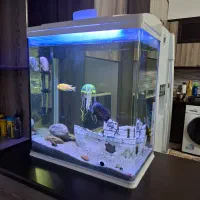 آکواریوم شیشه خم|ماهی|قم, سعادتی|دیوار