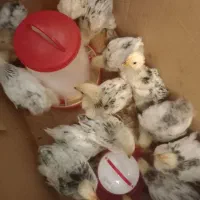 مرغ ویروس برهما