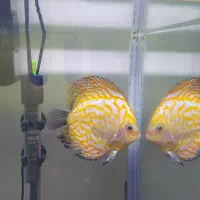 اکواریوم|ماهی|مشهد, تربیت (صدف)|دیوار