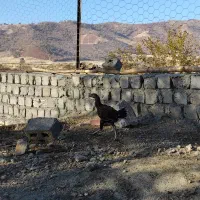 فروش جوجه لاری|حیوانات مزرعه|مریوان, |دیوار