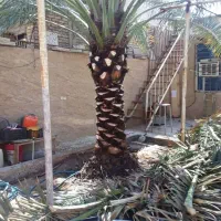 قطع نخل بریدن نخل هرس نخل گردافشانی سمپاشی باغبانی|خدمات باغبانی و درختکاری|اهواز, گلستان|دیوار