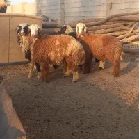 بره نر گوشتی