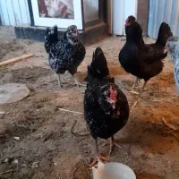 مرغ گلین خال سوزنی|حیوانات مزرعه|تهران, جردن|دیوار