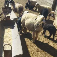 ده عددمیش بره دار