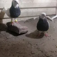 یک جفت طوق سیاه