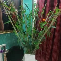 ی دسته بامبو