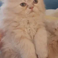 گربه