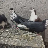 4تا ماده چپ وساده افشون|پرنده|تربت‌حیدریه, حاجی یار‎|دیوار