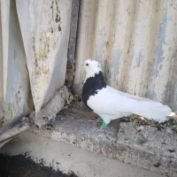 بهبهانی طوقی وشهری قهوه ای وسرور|پرنده|شیراز, اکبر آباد|دیوار