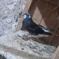 کفتر  پرشی قاره دم سفید تخت بدون غلط ماده
