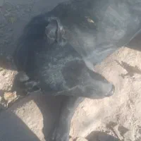 پاکوتاه نر و ماده|سگ|نیشابور, فخریه|دیوار