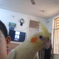 عروس هلندی گمشده دارای مژدگانی|حیوانات|رامشیر, |دیوار