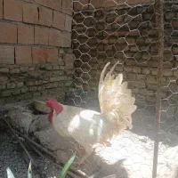 فروش خروس محلی