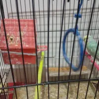 مرغ عشق و قفس