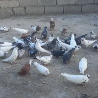 کبوتر|پرنده|سیوان, |دیوار