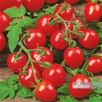 گوجه گیلاسی کیلوی۲۰