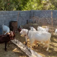 بز سانن|حیوانات مزرعه|مشهد, درزآب|دیوار