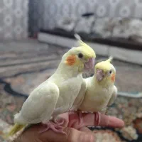 عروس دستی