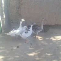 تعدای 4عدد قوغاز  تعداد غاز افریقایی 8عدد|حیوانات مزرعه|سبزوار, کاشفی شمالی (دادگستری)|دیوار