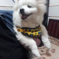 واگذاری سگ عروسکی سفید چشم دکمه ای