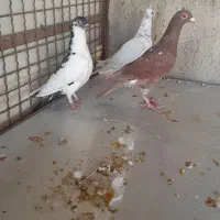 ۳عدورگ گرفتنی