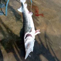 ماهی خاویاری