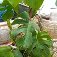 گل مونسترا انجیر